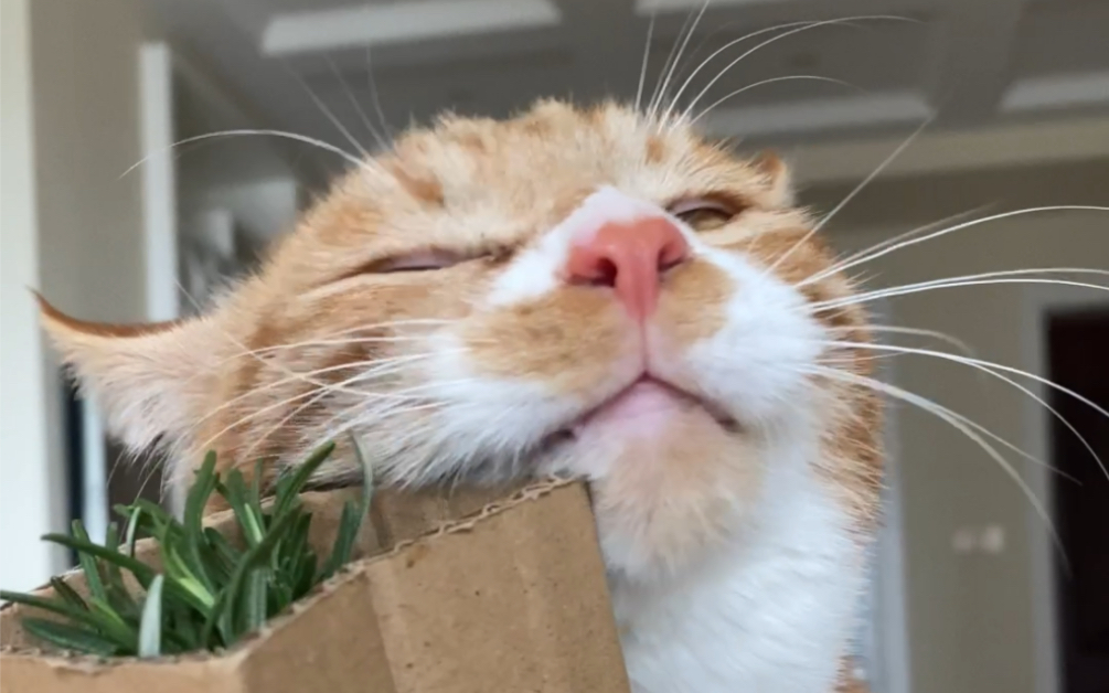 猫咪蹭蹭迷迭香