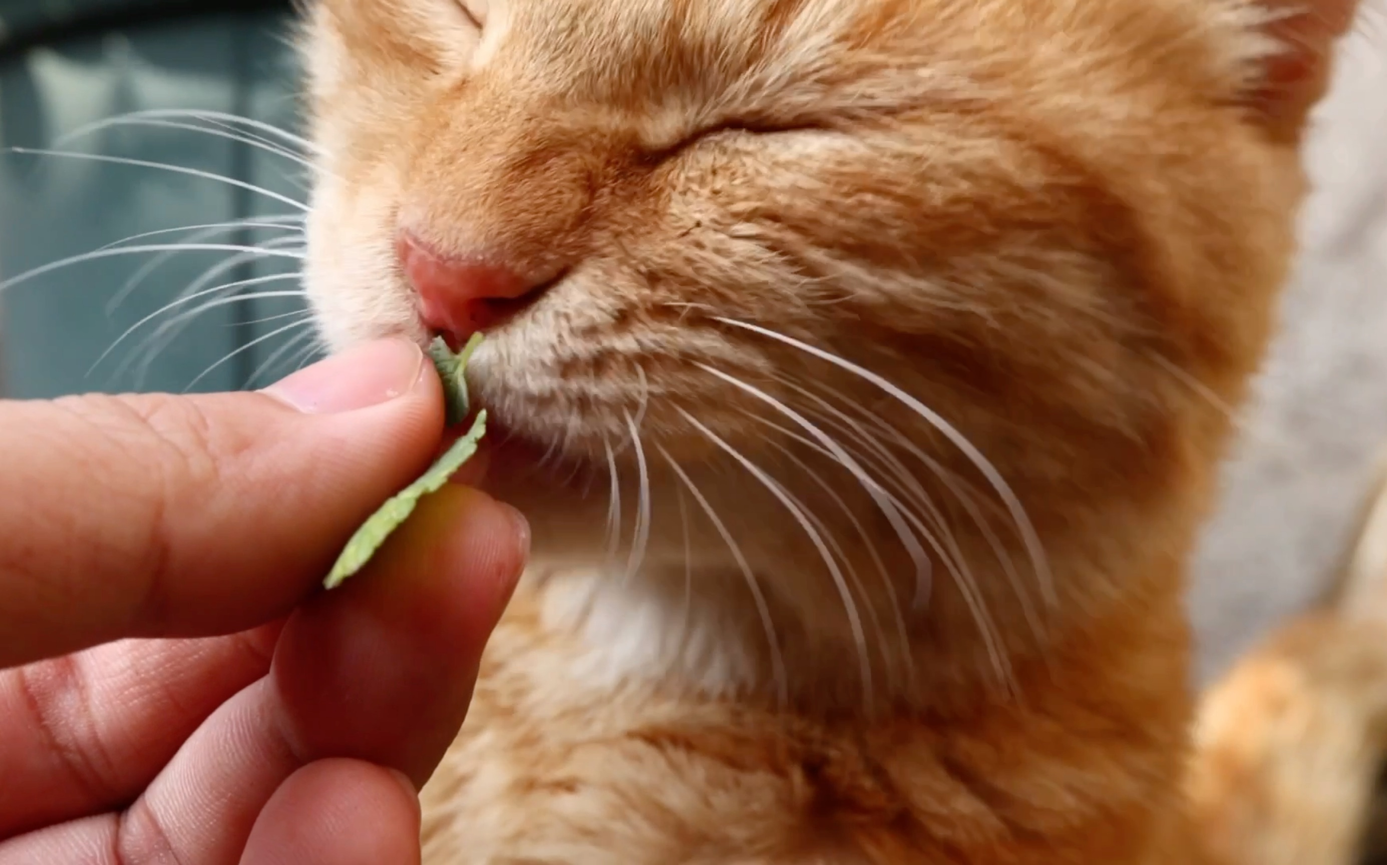 吸完猫薄荷的猫表情包图片