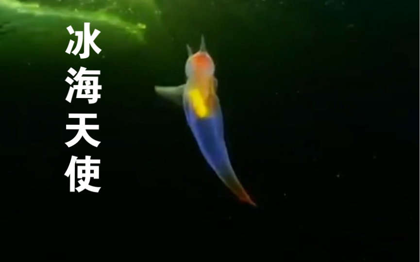 冰海天使 Clione limacina哔哩哔哩bilibili