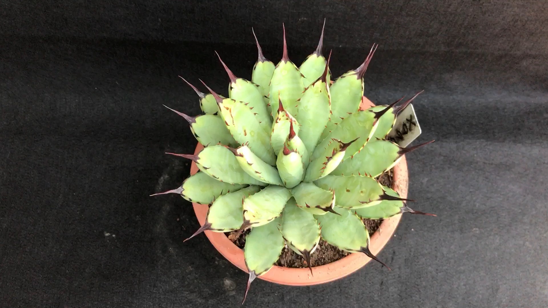 龙舌兰植物#绿肌八荒殿更多宝贝请淘宝_哔哩哔哩 (゜-゜)つロ 干杯