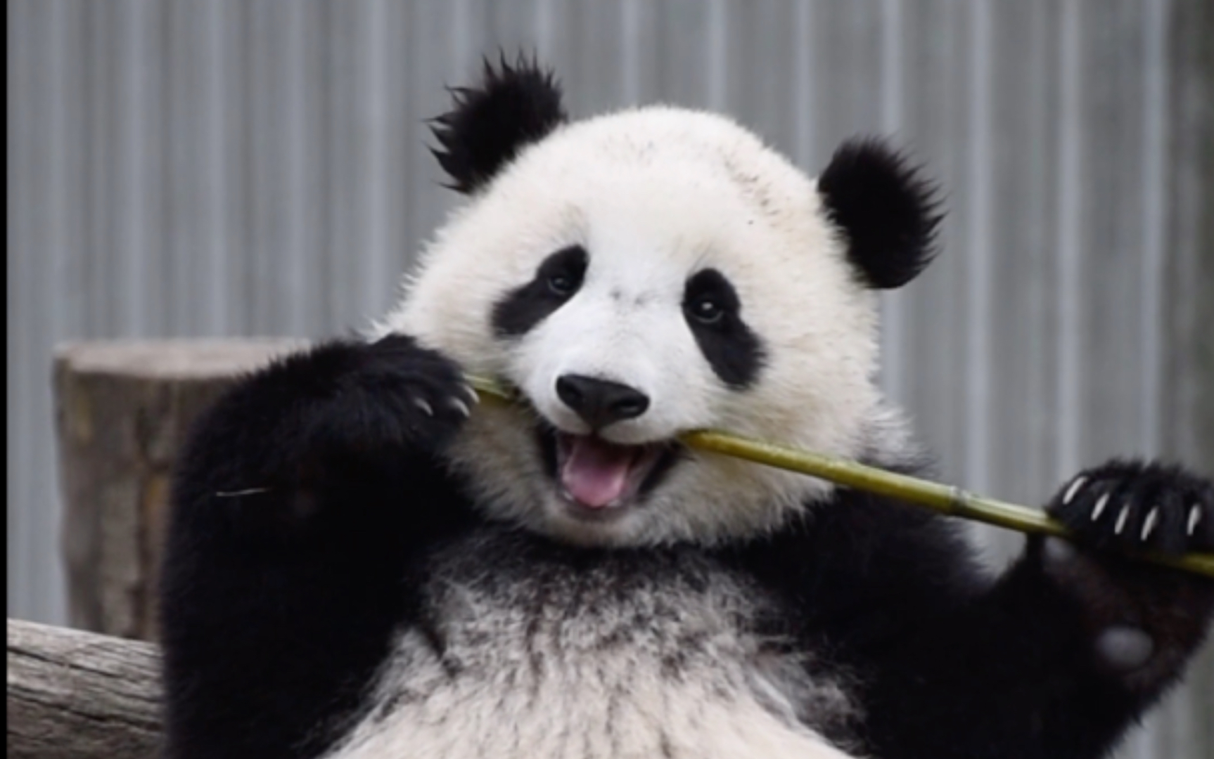 hello,新"烫"的炸毛耳朵,有被我可爱到吗?