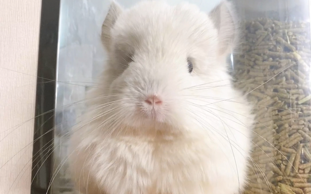 龙猫我有你没有系列～我有会站着会扶墙的紫斑妹妹,你没有