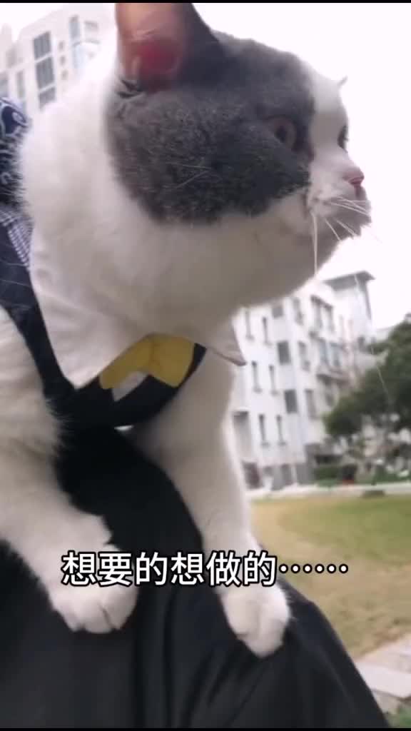 [图]哈喽大家好我是喵小伦猫不易宠物猫