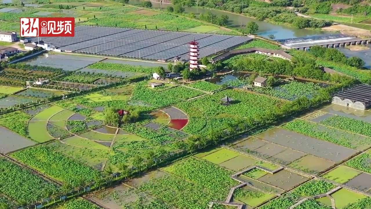 [图]武义柳城十里荷花开了，承包这个夏季的妩媚