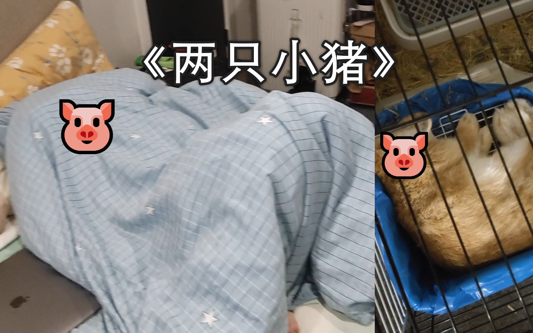 《两只小猪》哔哩哔哩bilibili