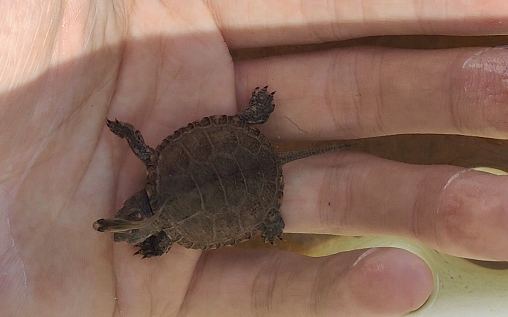 欧泽苗日常喂食