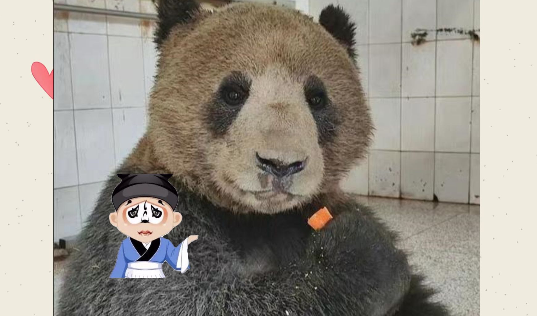 大熊猫佳阳:小埋汰?谁是小埋汰啊,我这是劳模