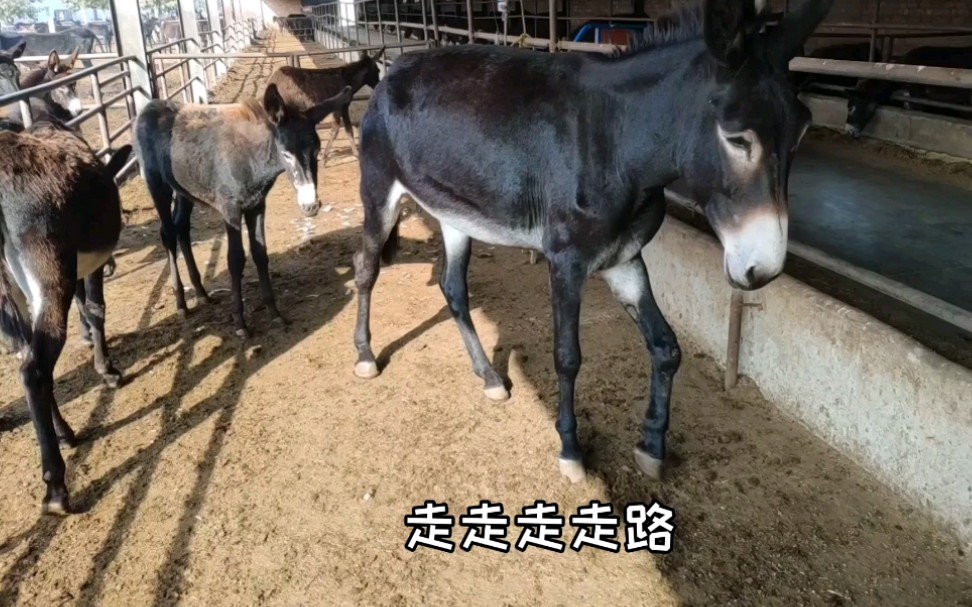 给驴妈妈修蹄这头毛驴走路前腿不敢着地让修蹄师傅给她修修脚