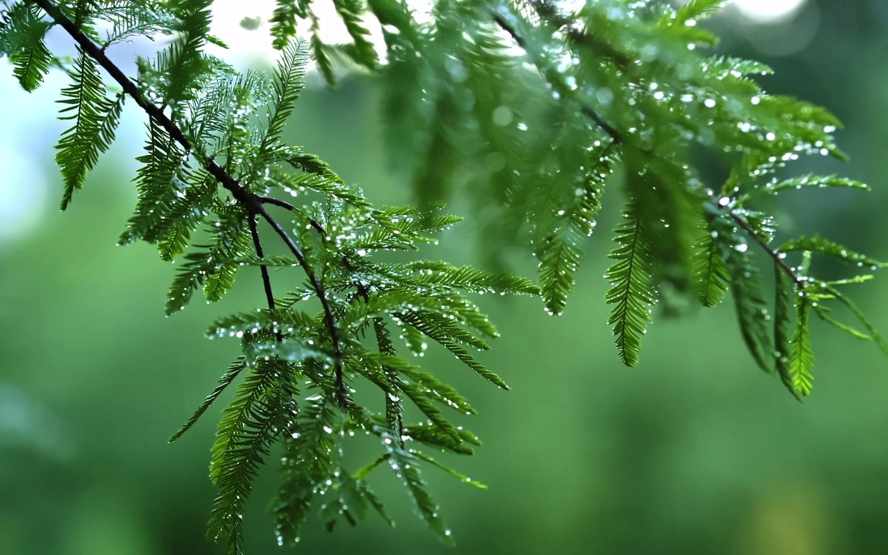 [图]1 小时雨声助眠-温和白噪声-用于睡眠、冥想和学习的雨林之声 🌧️自然的白噪声