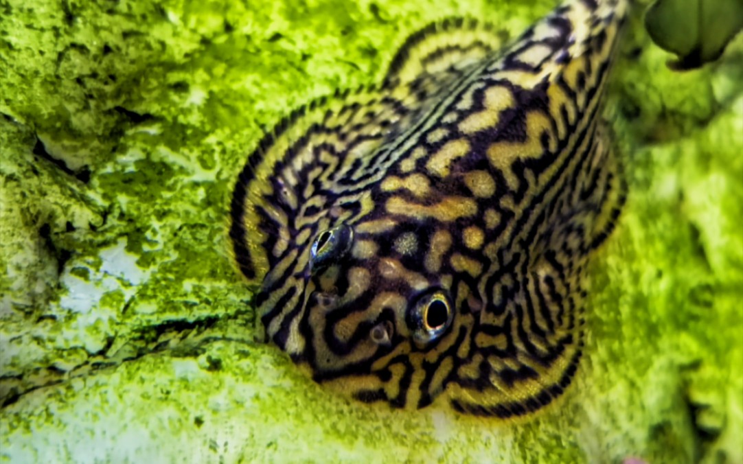 【东南亚吸鳅】思凡吸鳅是真的香