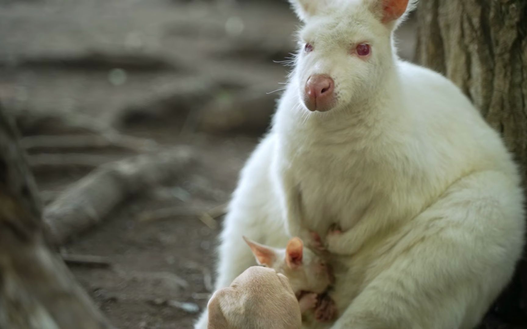 澳洲白袋鼠小袋鼠宝宝