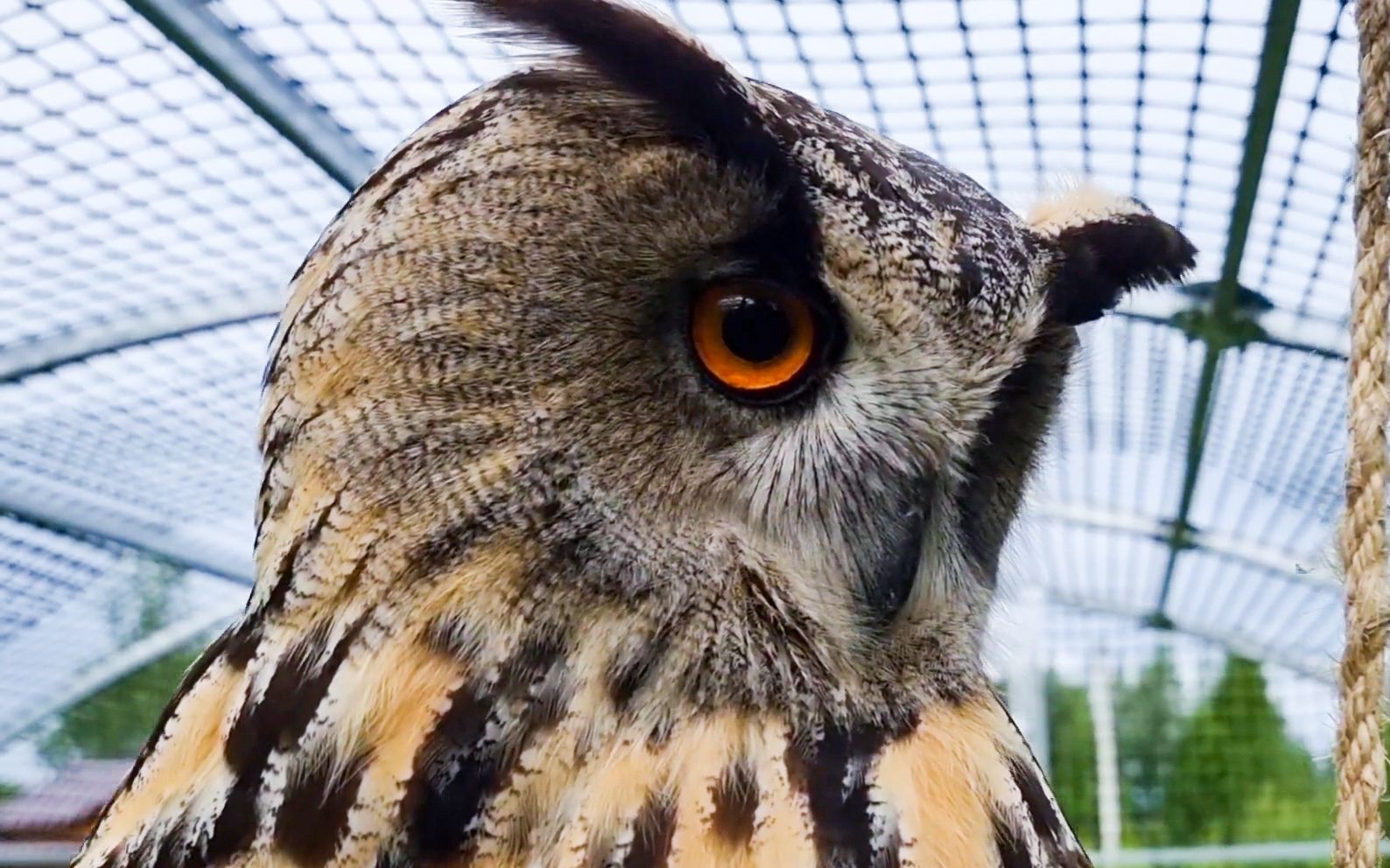 生气的猫头鹰:再碰尾巴一下试试