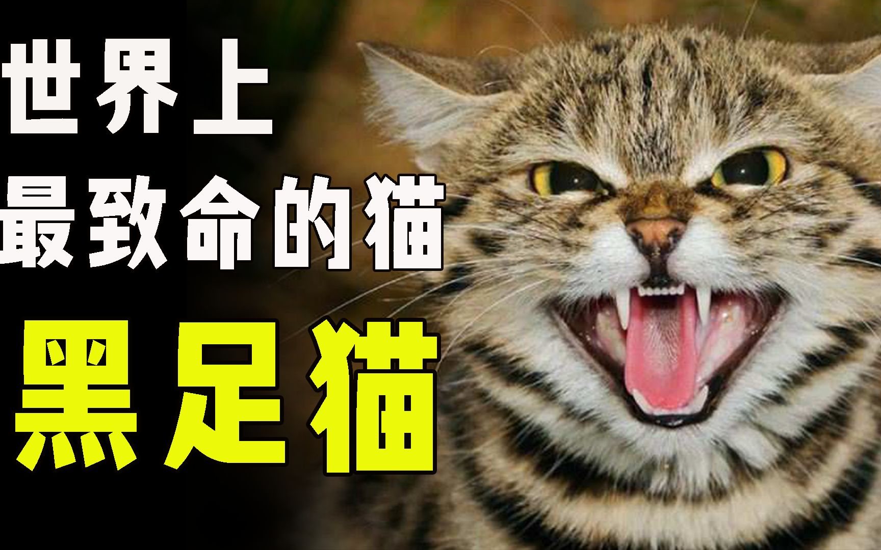 [图]非洲最小的猫，一年捕鼠2500只，还敢攻击大10倍的瞪羚