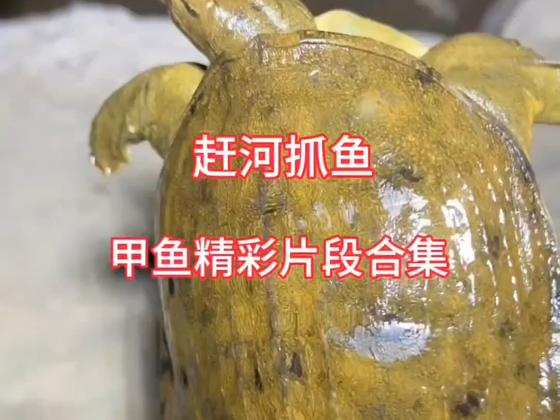 夜晚小河抓鱼 之甲鱼