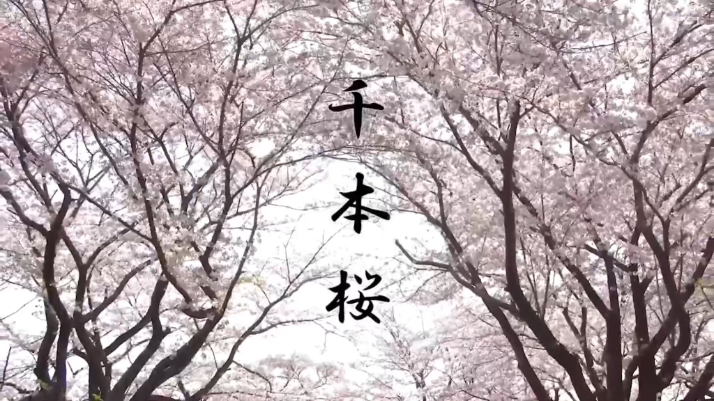 日語單詞:千本桜 釋義(形容櫻花樹數量之多 像櫻花海