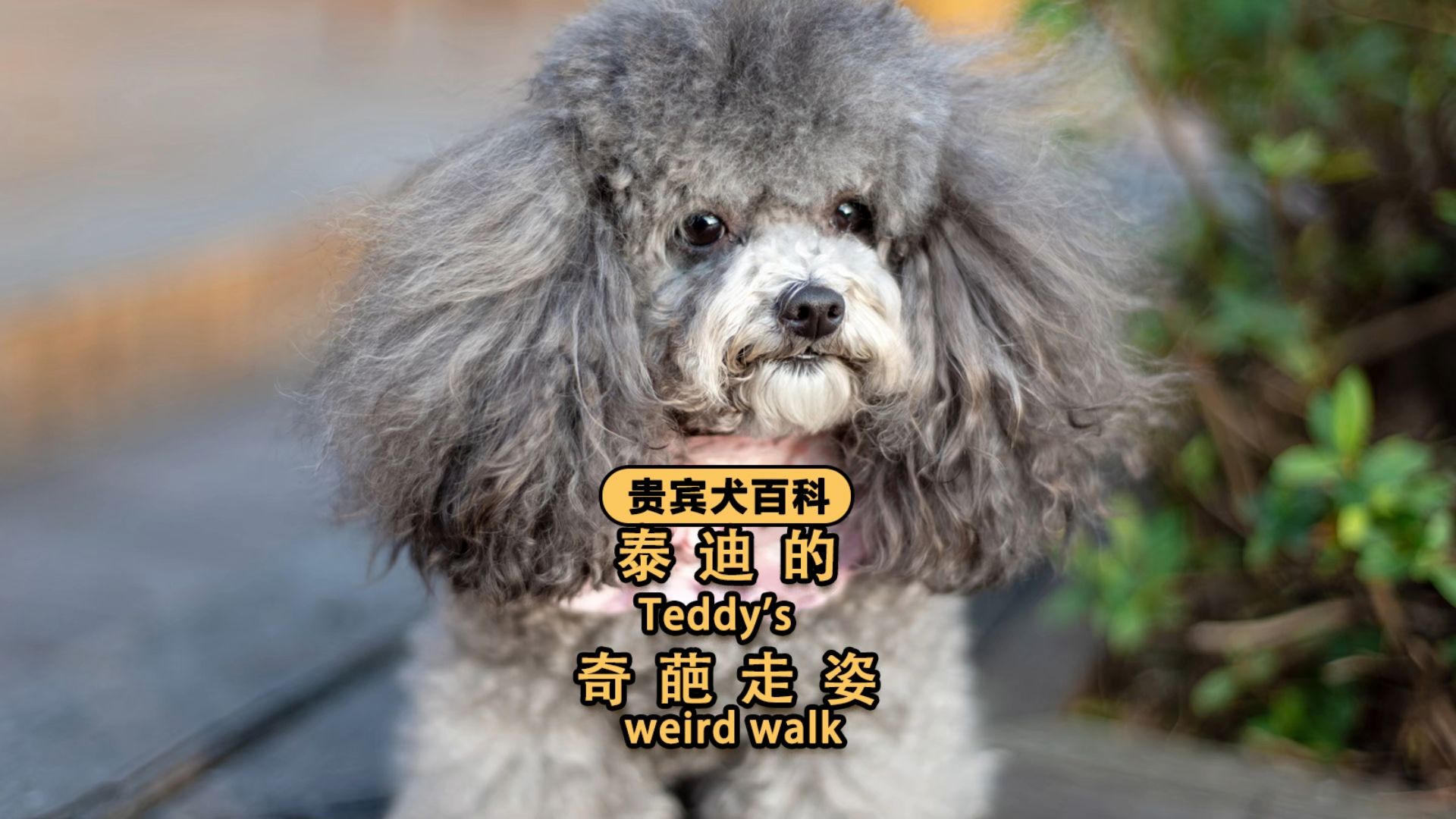 泰迪这些走路姿势,太搞笑了!