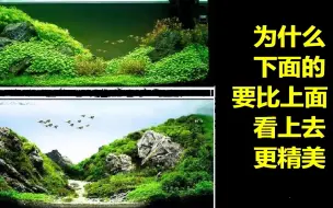 Video herunterladen: 我们在用水草植物在进行造景设计时 应该遵循哪些原则？