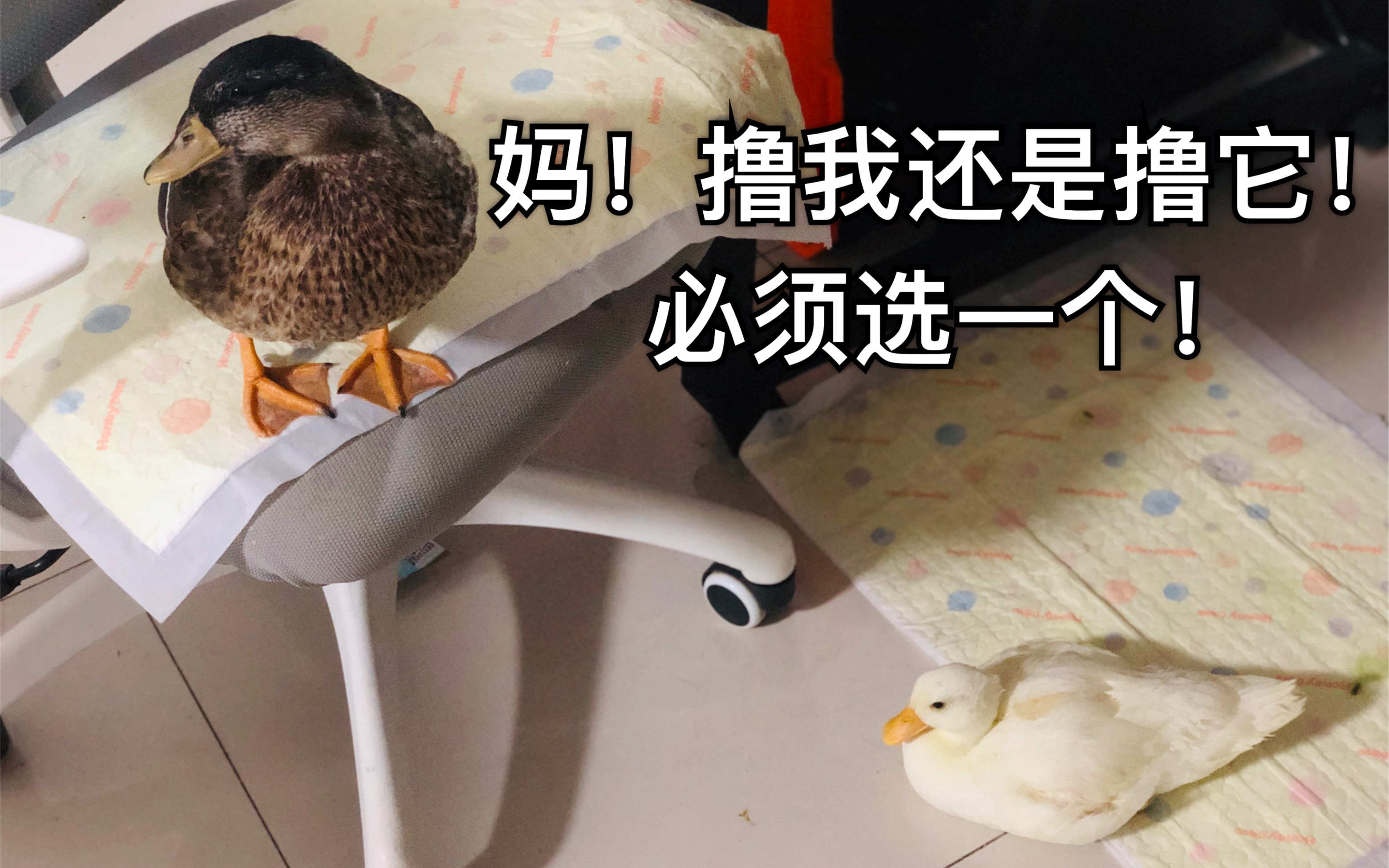 【call duck 柯尔鸭】看看香菜的近况 葱花实力抢镜 每一帧都是表情包!哔哩哔哩bilibili