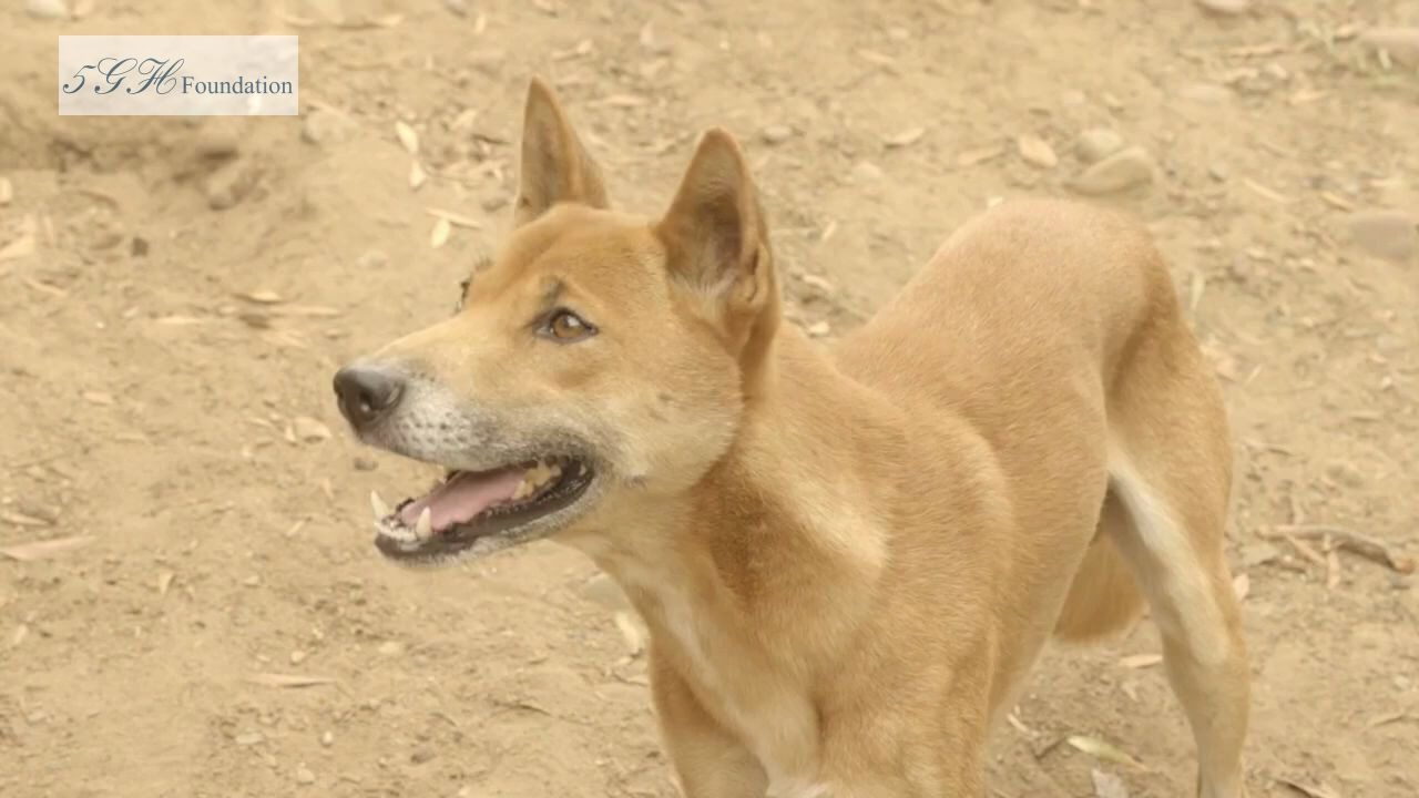 [图]印度尼西亚高山野狗被证实是灭绝半个世纪的新几内亚唱歌犬