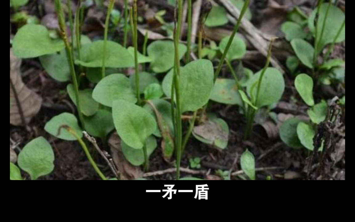 每日一草药(1)一矛一盾