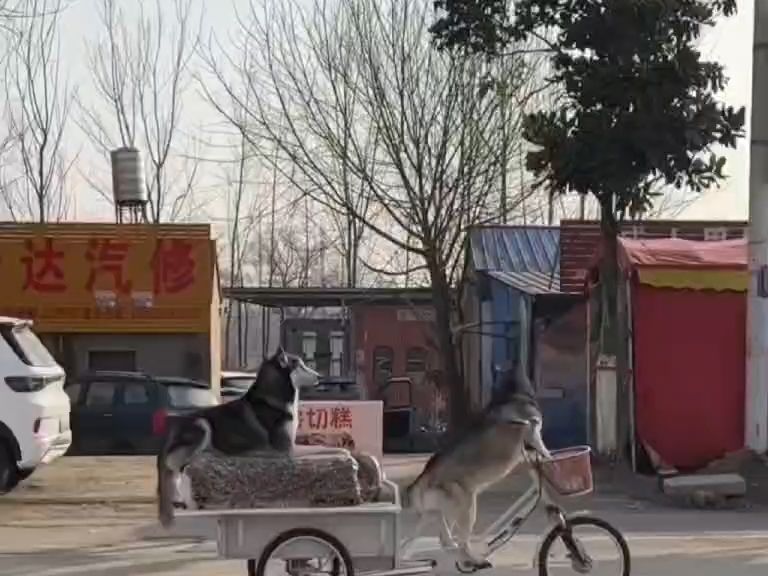 事发1月22日山东临沂,狗子把卖切糕三轮车骑走,主人赔了切糕老板8000