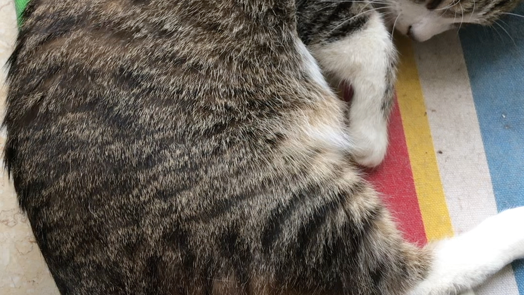 狸花猪牙疼,有点小郁闷