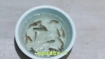 Download Video: 买了20只食人鱼，刚一入缸，疯狂抢肉