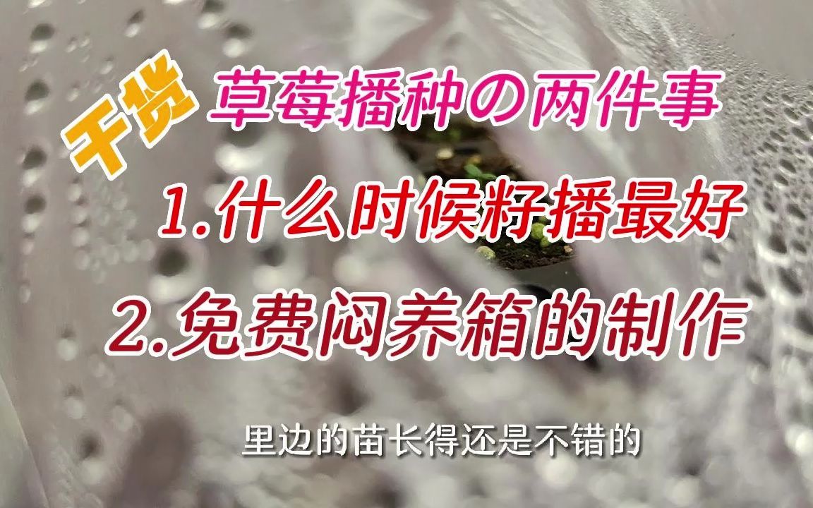 草莓什么时候播种可以跟走茎苗同步结果,不清楚的点进来看看吧哔哩哔哩bilibili