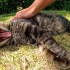 公园里的一只流浪猫被打了几次后摔倒了