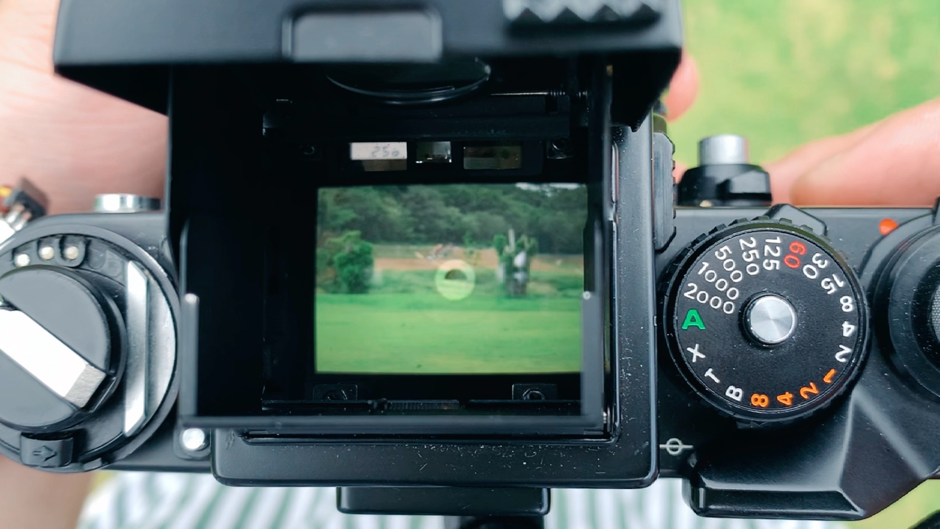 夏去秋气爽,尼康f3腰平取景器里的世界_哔哩哔哩_bilibili