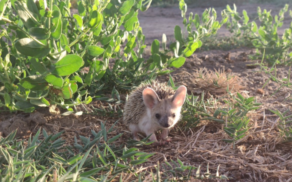 觅食中的大耳猬