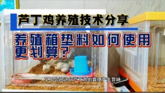 室内养殖网红芦丁鸡，养殖箱如何使用垫料效果最好，性价比最高？