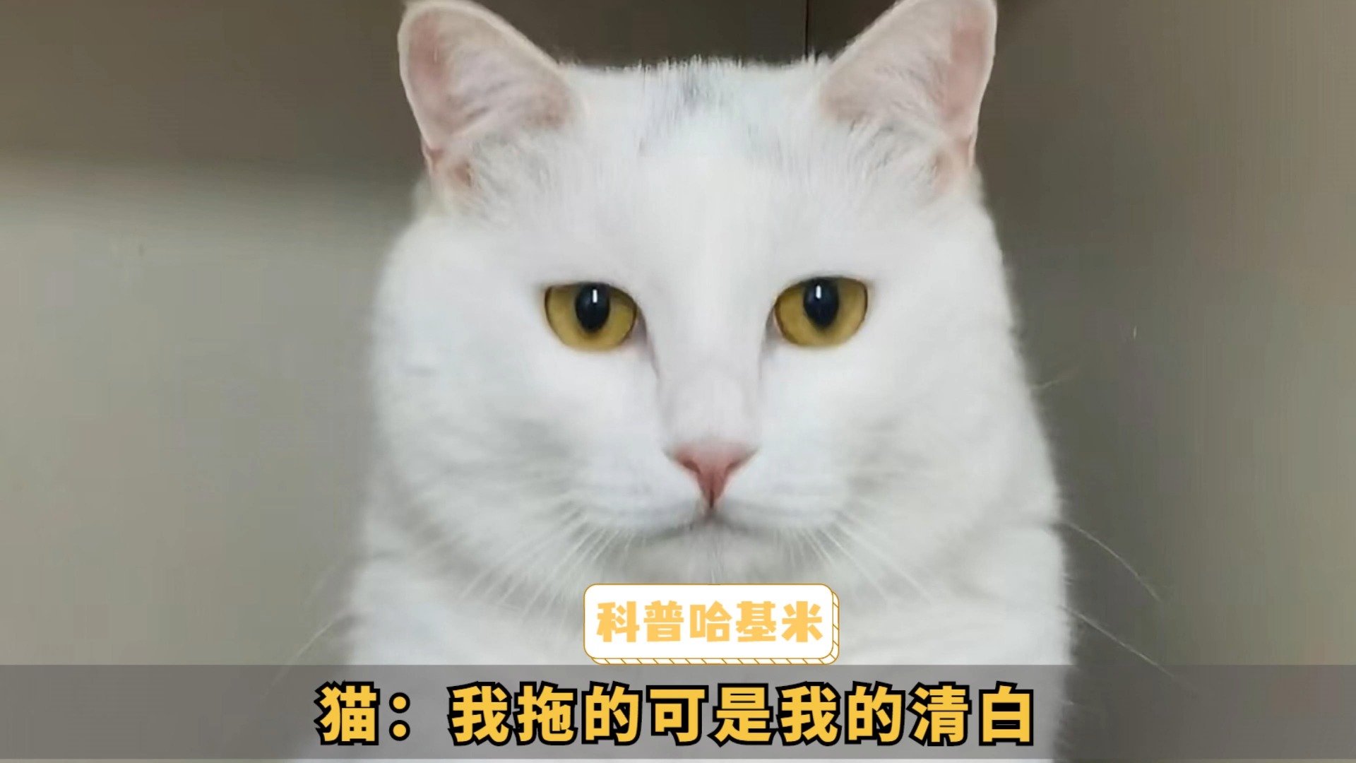 仓鼠小猫特效图片