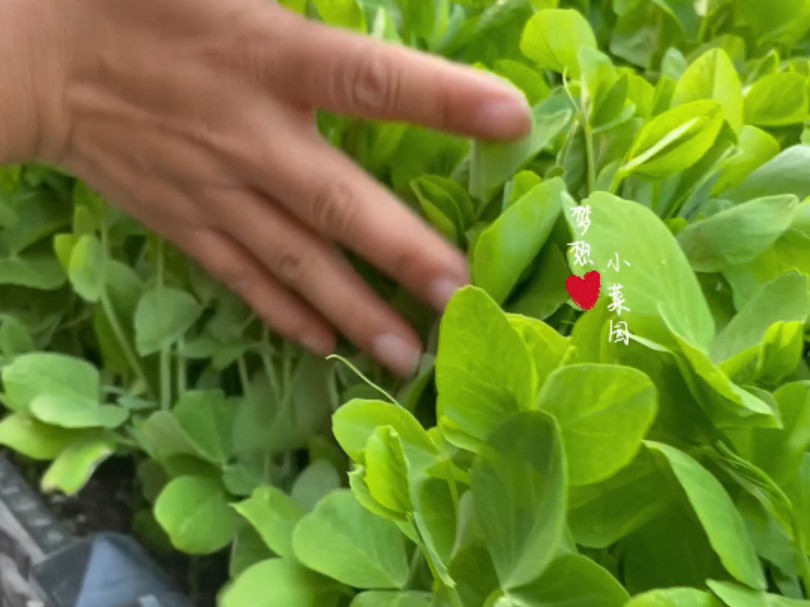 豌豆苗种植简单采收时间长,没有小院菜园,花盆一样长得好哔哩哔哩bilibili