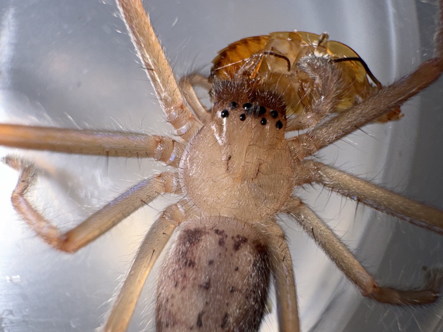 社会猎人蛛捕食