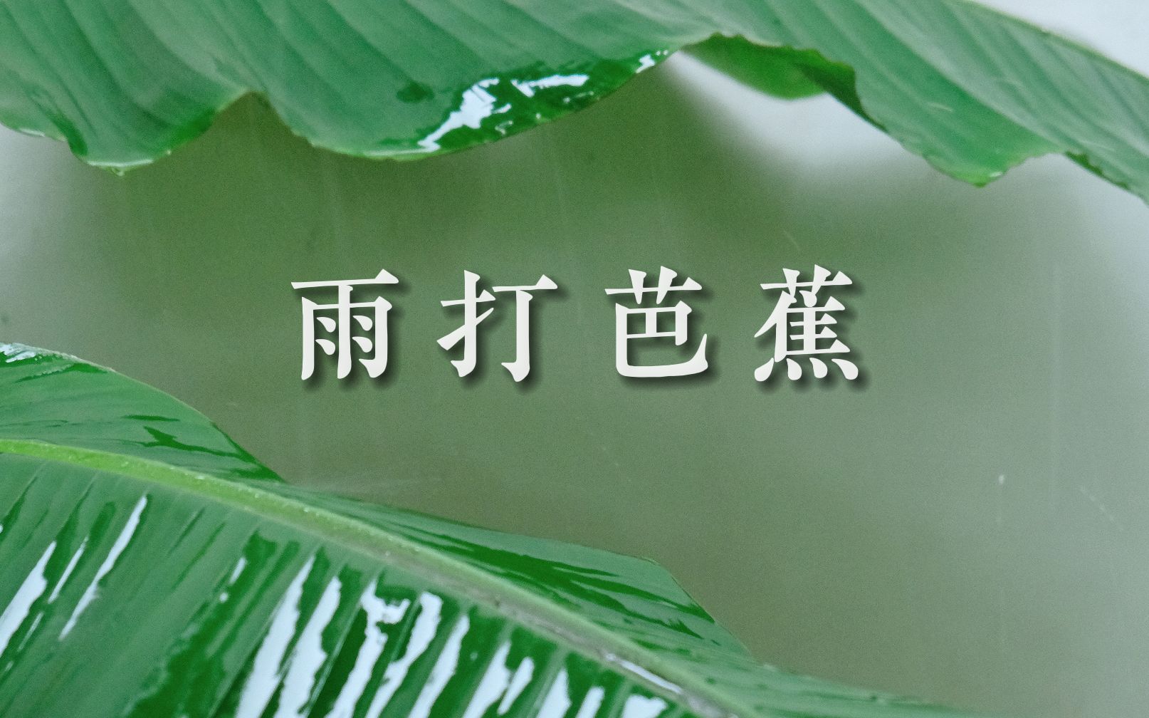 雨打芭蕉,只有中国人才懂的意境 | 苏州园林哔哩哔哩bilibili