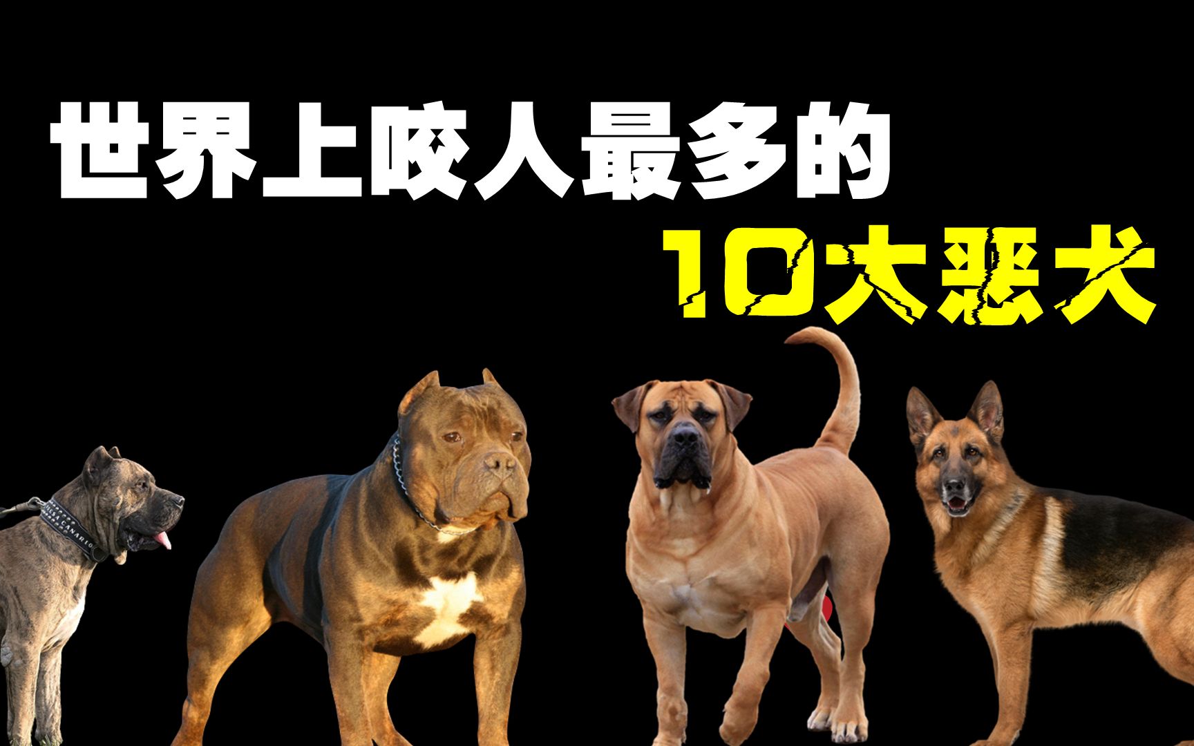 [图]世界上最危险的10大恶犬，千万不要以为什么狗都可以随便乱摸！