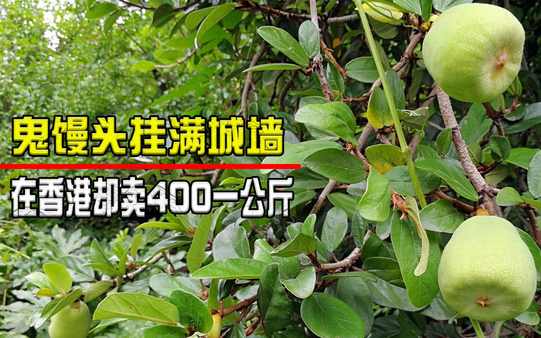 鬼馒头挂满城墙,在香港卖400一公斤,如今为何无人问津?哔哩哔哩bilibili