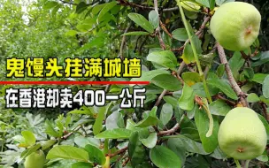 Download Video: 鬼馒头挂满城墙，在香港卖400一公斤，如今为何无人问津？