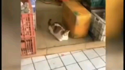 猫咪:人类,你有猫病是吧哔哩哔哩bilibili