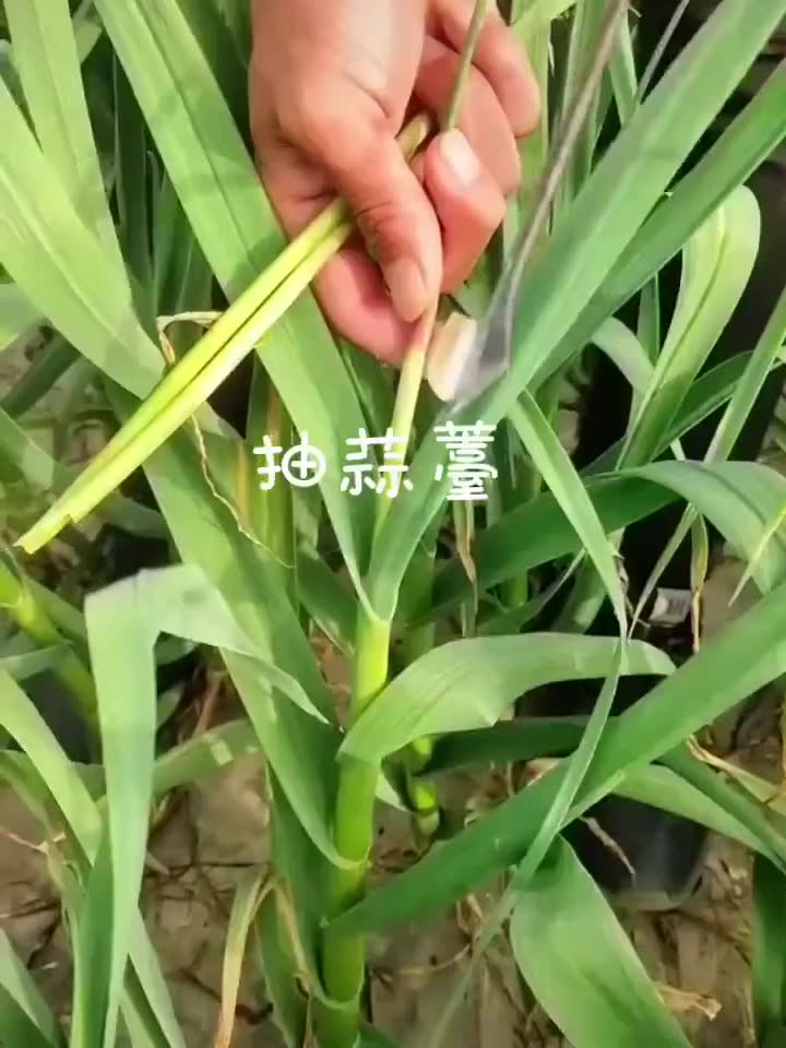 [图]来看看怎么抽蒜苔的