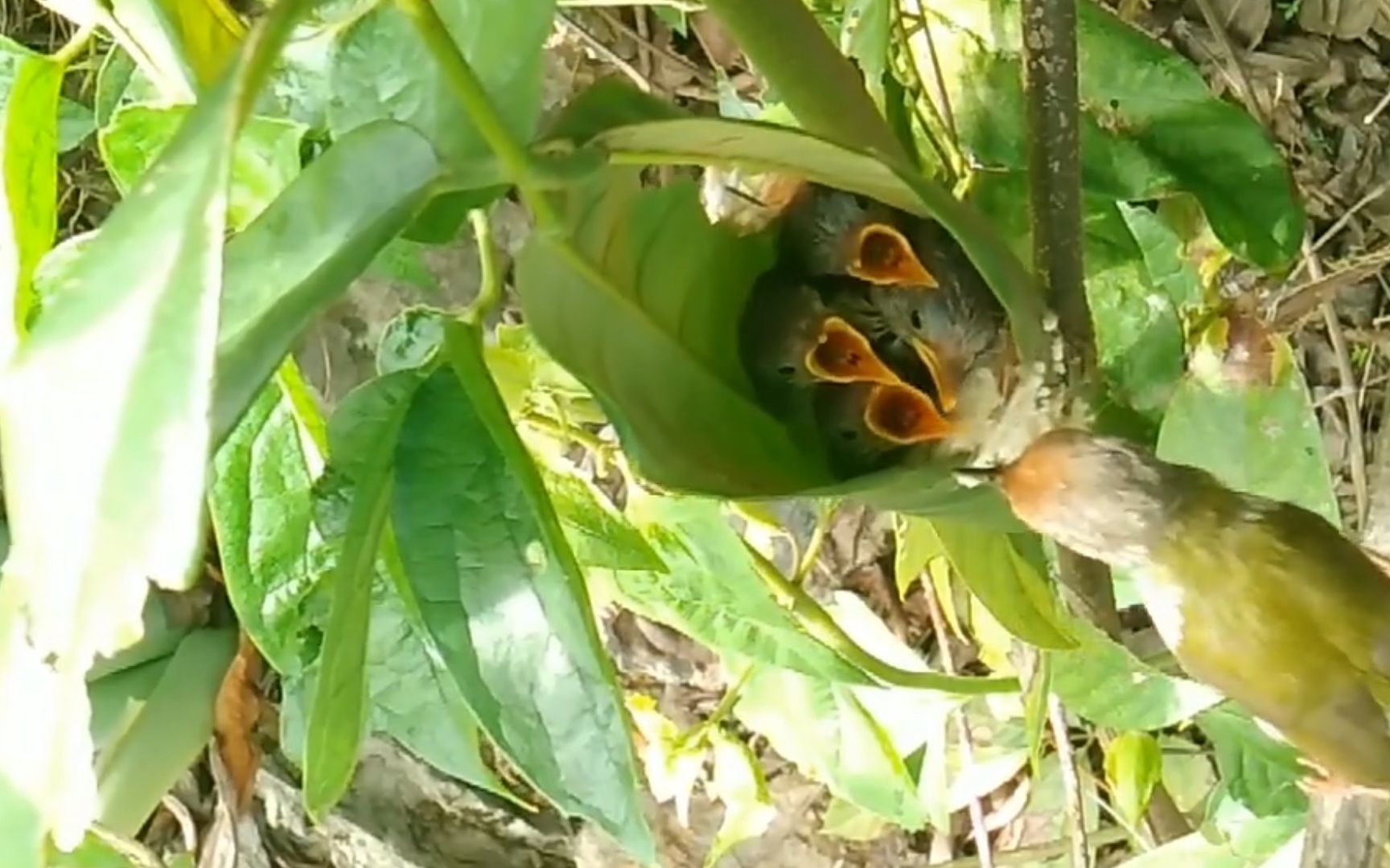 发现一个树叶做的鸟窝,幼鸟一天天长大,看叶子能否支撑得住_哔哩哔哩
