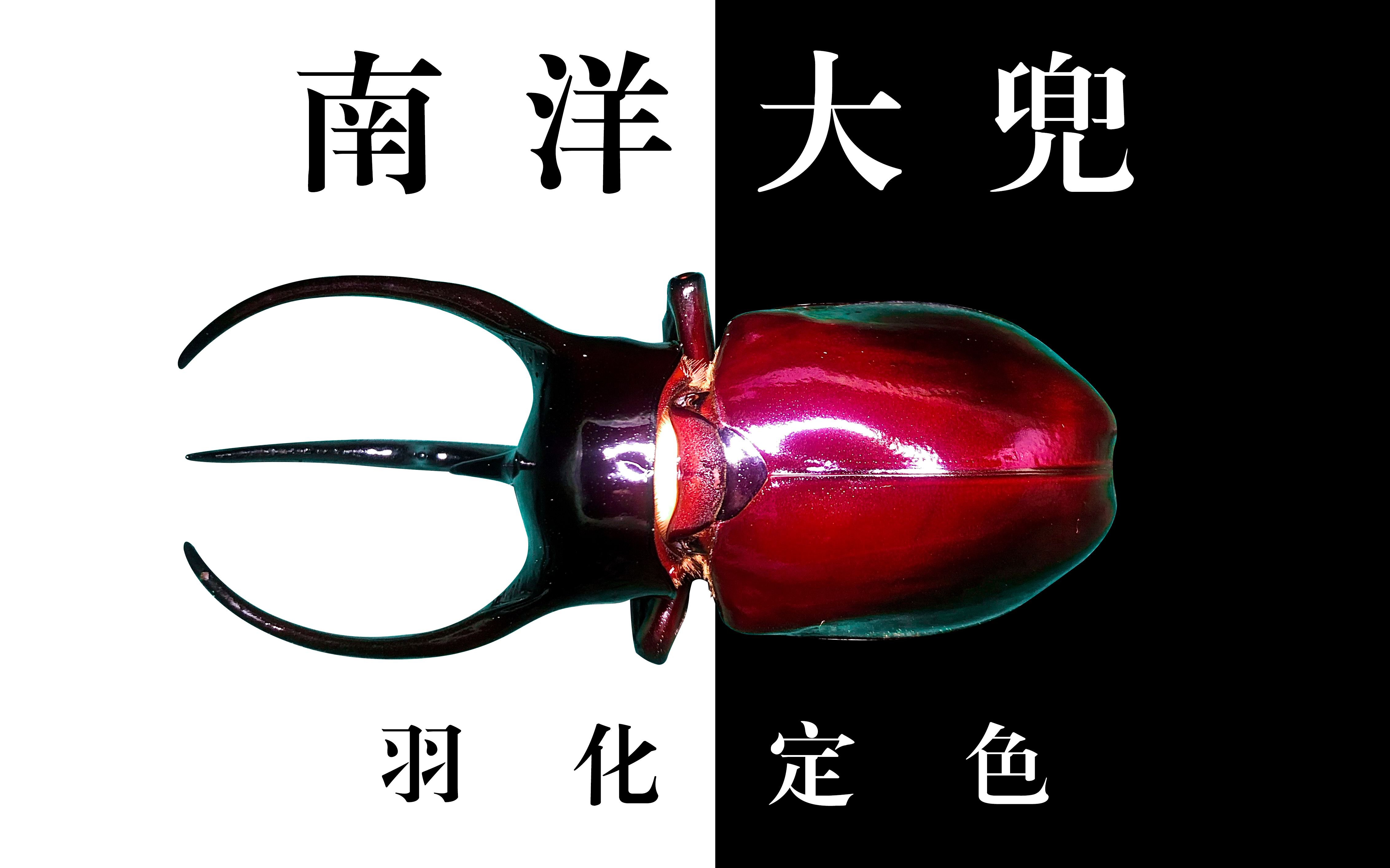 南洋大兜虫cck羽化定色