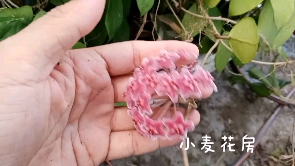 红花绿叶球兰_哔哩哔哩_bilibili