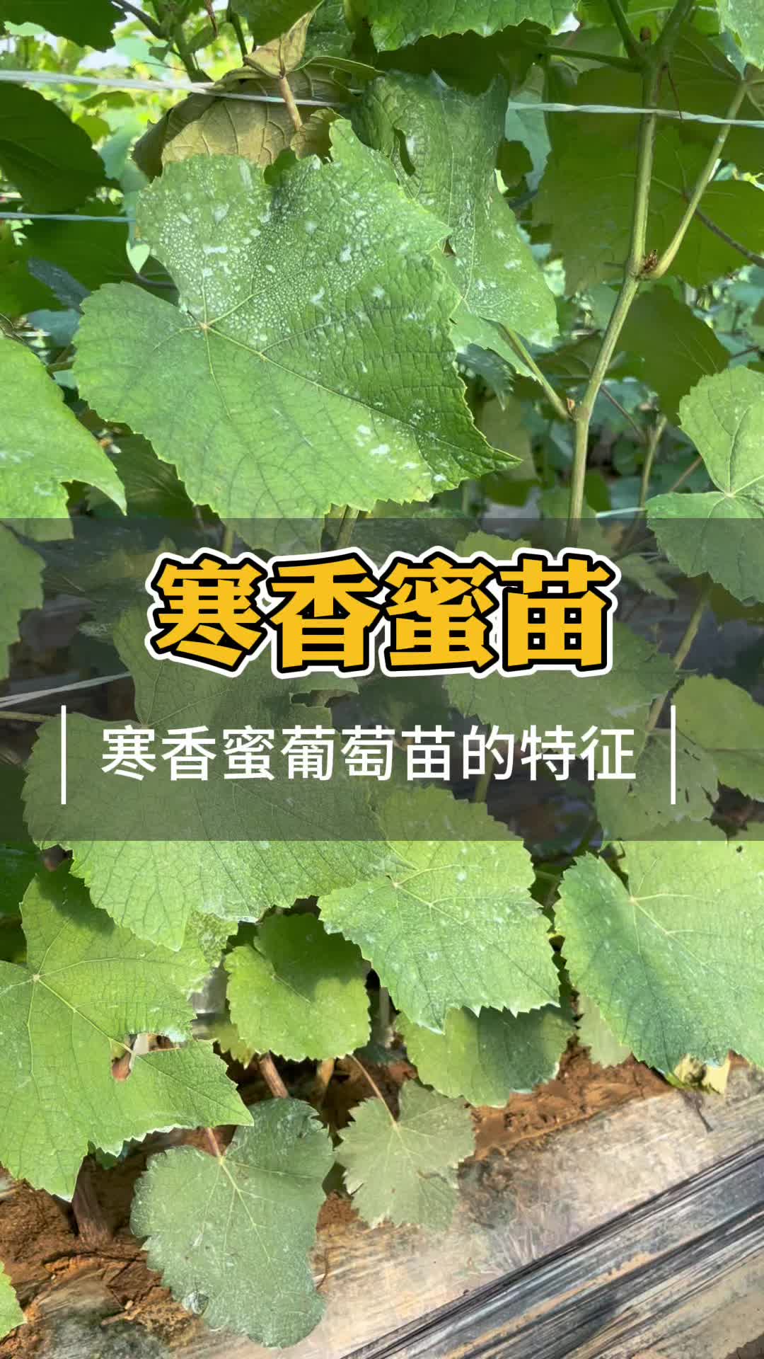 寒香蜜葡萄苗叶片特征哔哩哔哩bilibili