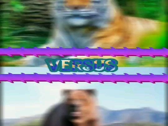 老虎vs棕熊