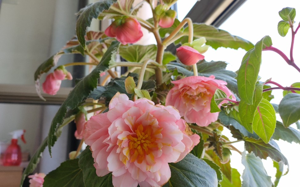 垂钓球根秋海棠开了