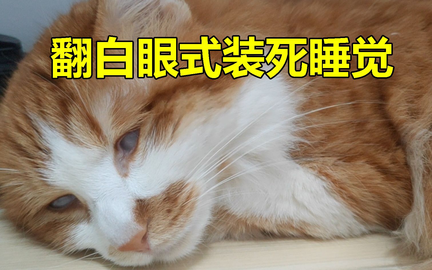 这是你从来没见过翻白眼式睡觉的猫
