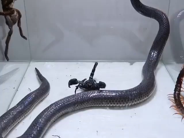 毒蛇_蝎子_毒蜘蛛_蜈蚣_谁才是最危险的生物