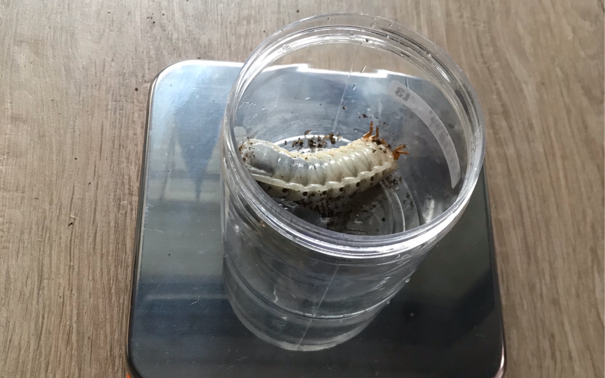 乌干达花金龟幼虫开箱_哔哩哔哩 (゜-゜)つロ 干杯~-bilibili